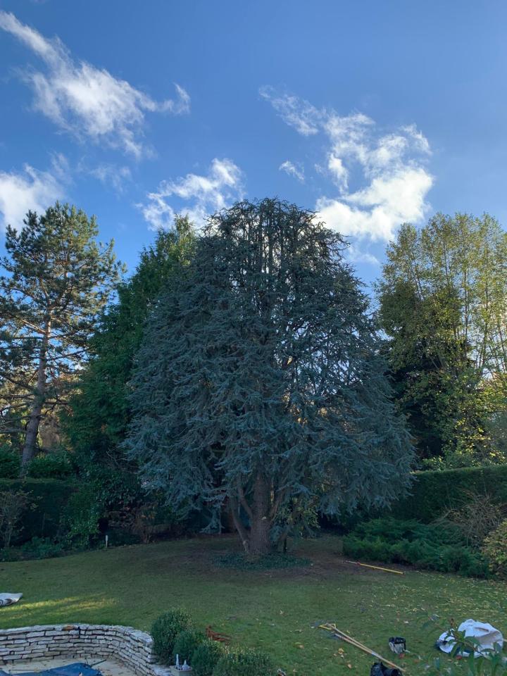 Taille et soins aux arbres Saint-Germain-en-Laye
