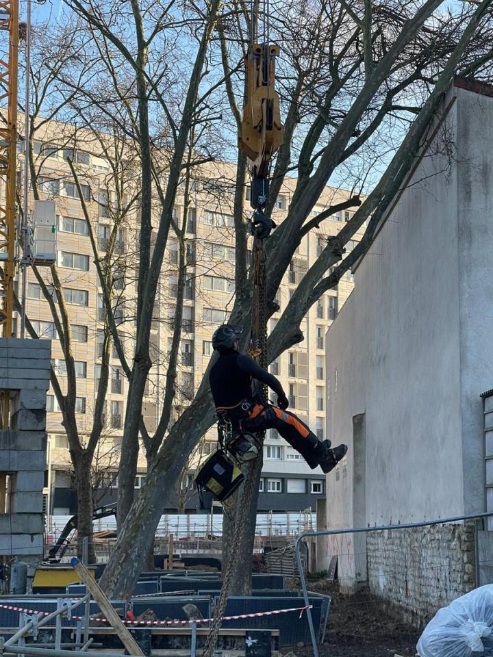 Abattage Saint-Germain-en-Laye