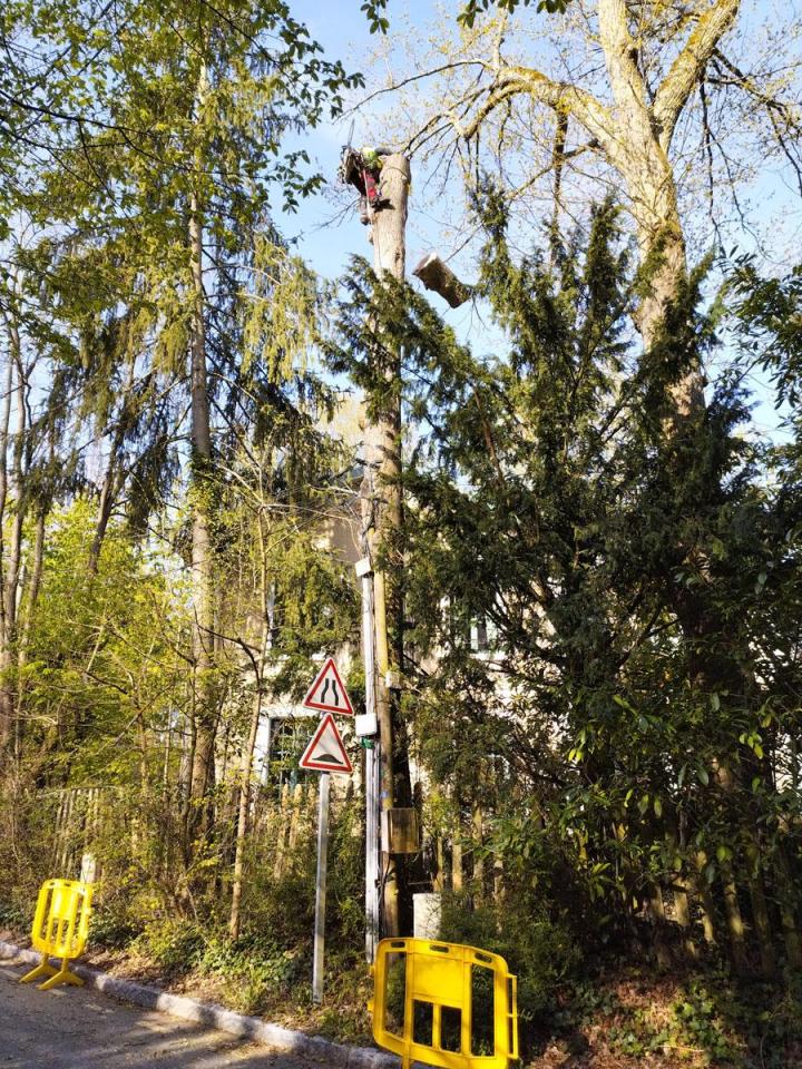 Travaux d’abattage Saint-Germain-en-Laye