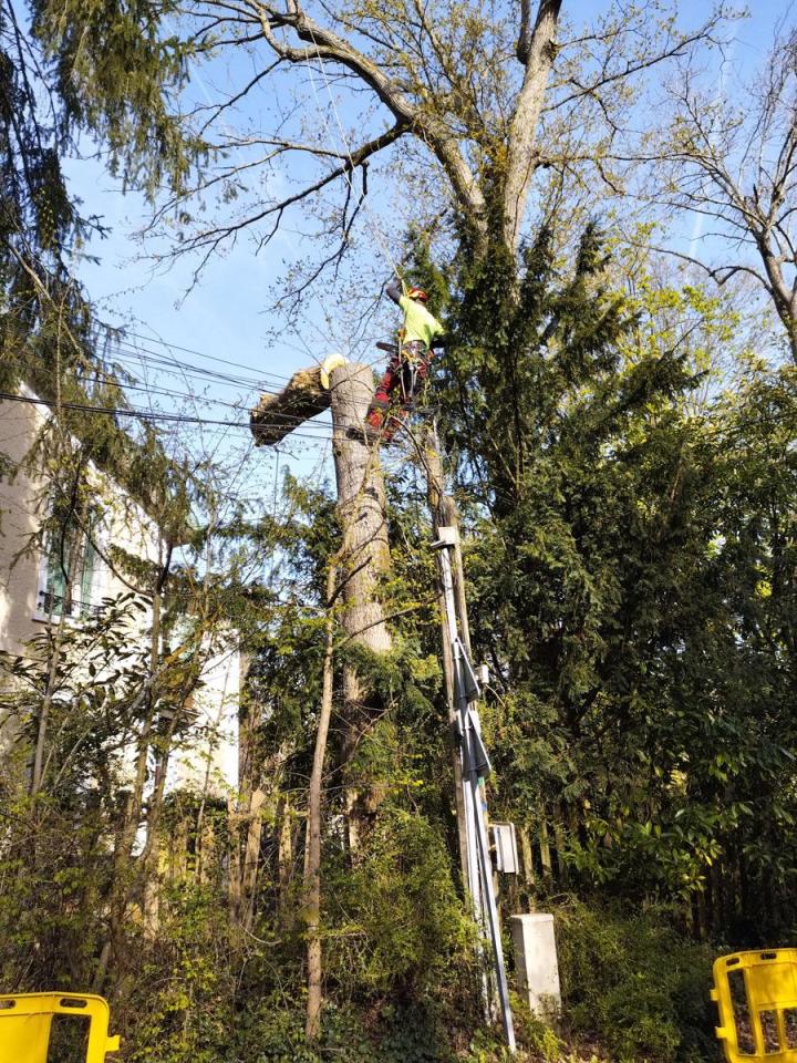 Travaux d’abattage Saint-Germain-en-Laye
