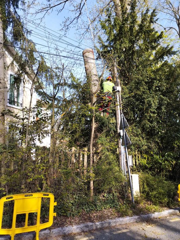 Abattage Saint-Germain-en-Laye