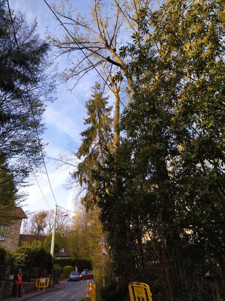 Travaux d’abattage Saint-Germain-en-Laye