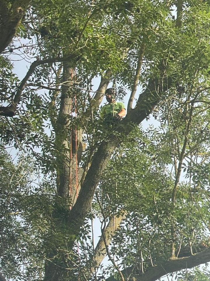 Taille et soins aux arbres Saint-Germain-en-Laye