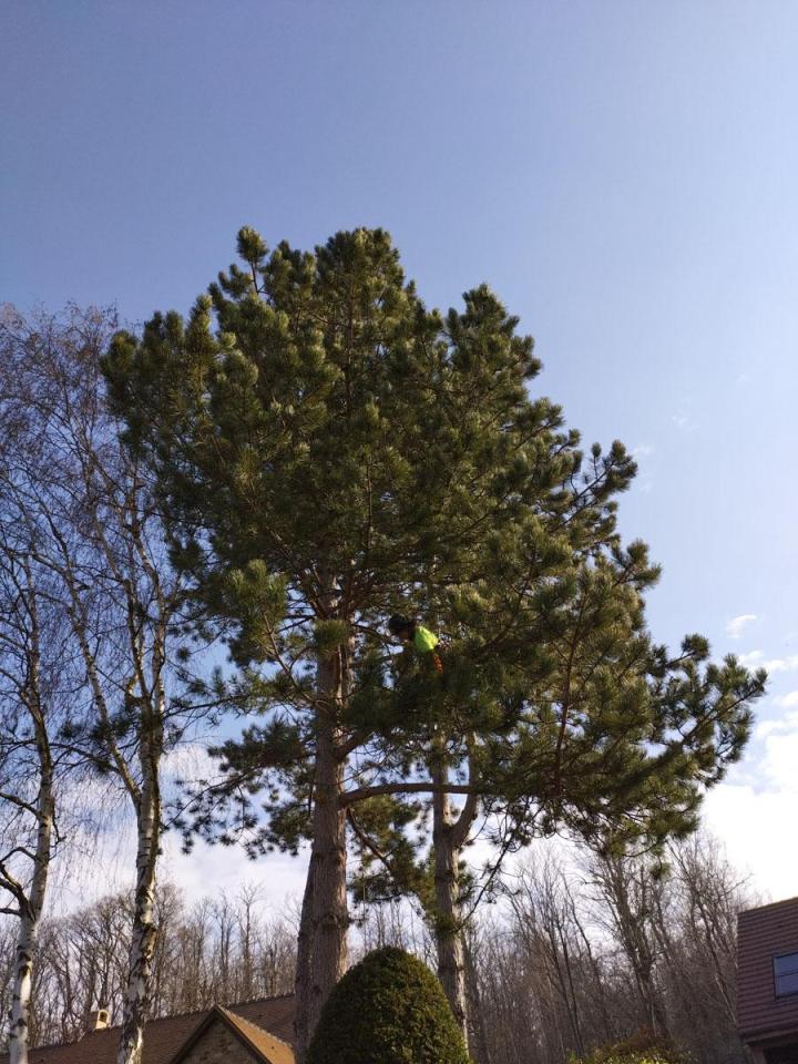 Travaux d’abattage Saint-Germain-en-Laye