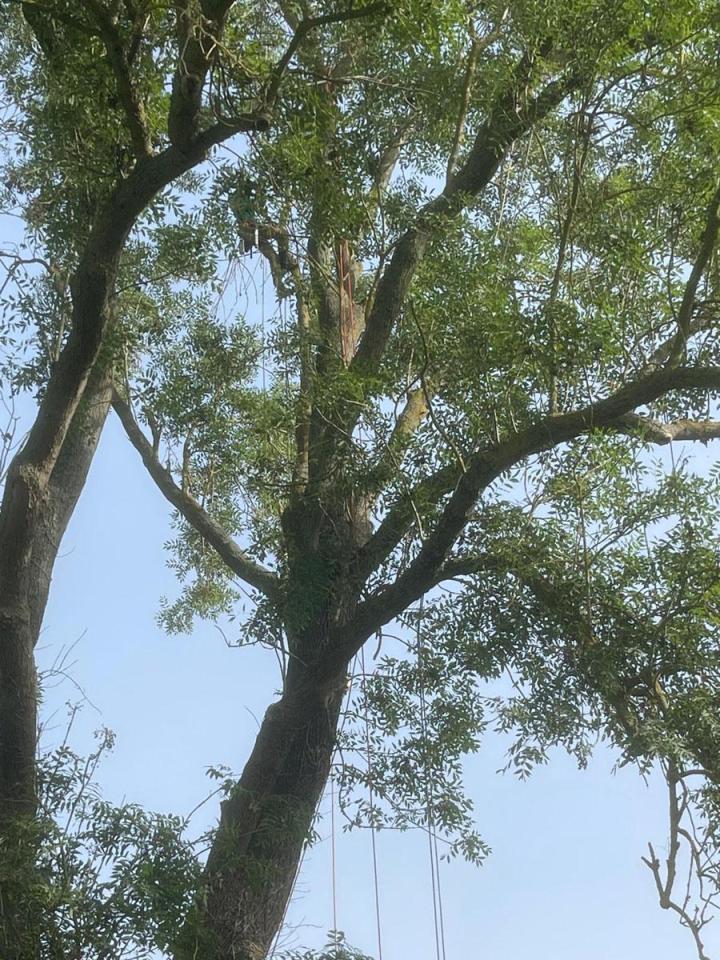 Spécialiste taille et soins des arbres Saint-Germain-en-Laye
