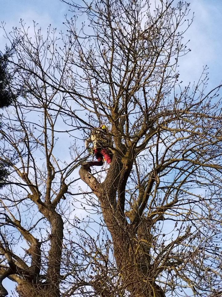 Spécialiste taille et soins des arbres Saint-Germain-en-Laye