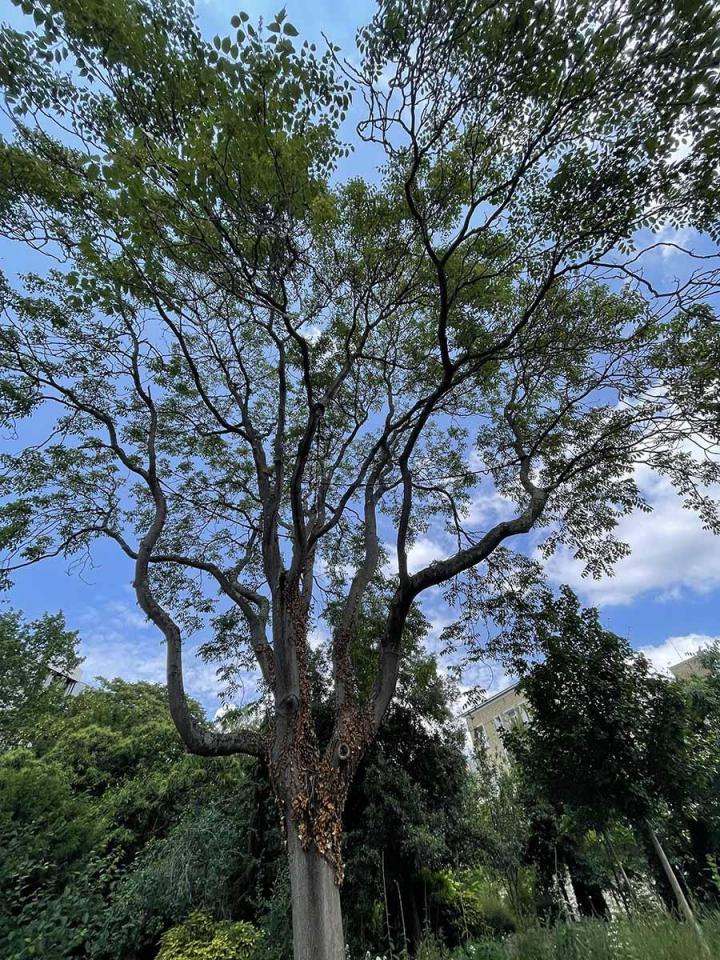 Taille et soins aux arbres Saint-Germain-en-Laye