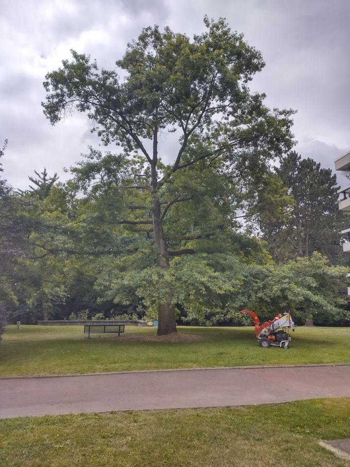 Taille aux arbres Saint-Germain-en-Laye